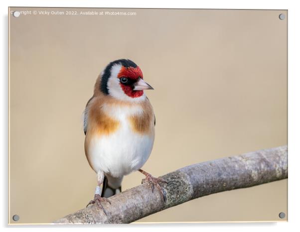 Goldfinch perched on a branch Acrylic by Vicky Outen