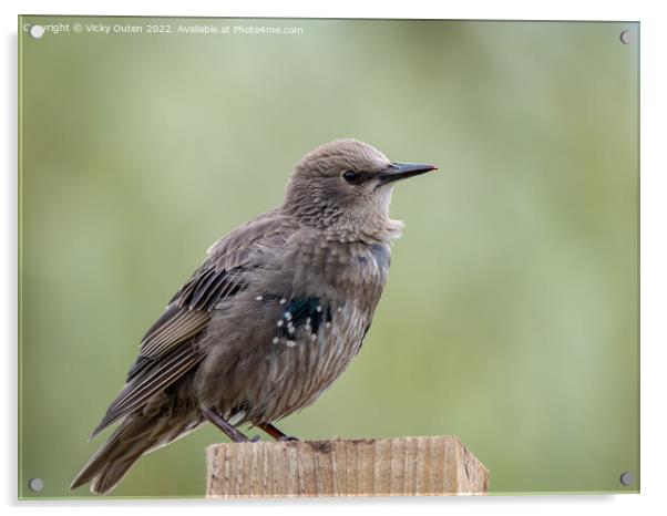 A juvenile starling perched on top of a wooden post Acrylic by Vicky Outen