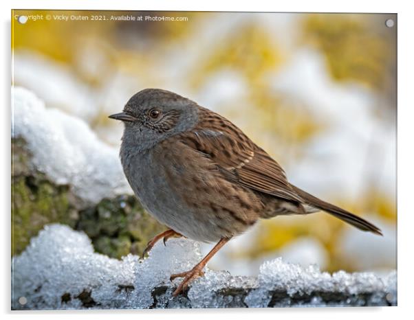 Dunnock standing in the snow Acrylic by Vicky Outen