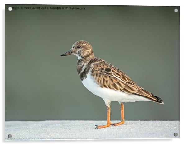 Turnstone on a standing on a ledge Acrylic by Vicky Outen