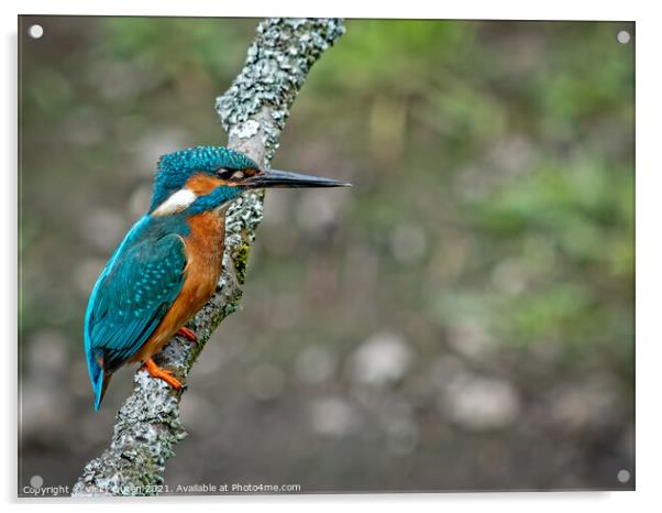 A kingfisher perched on a branch  Acrylic by Vicky Outen