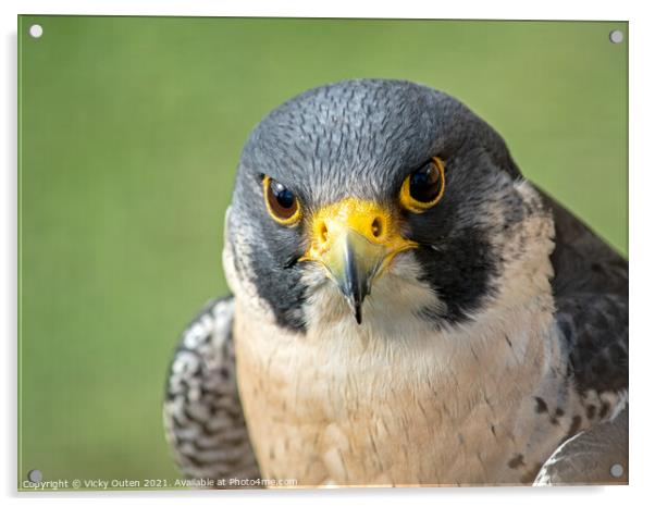 Peregrine falcon close up Acrylic by Vicky Outen