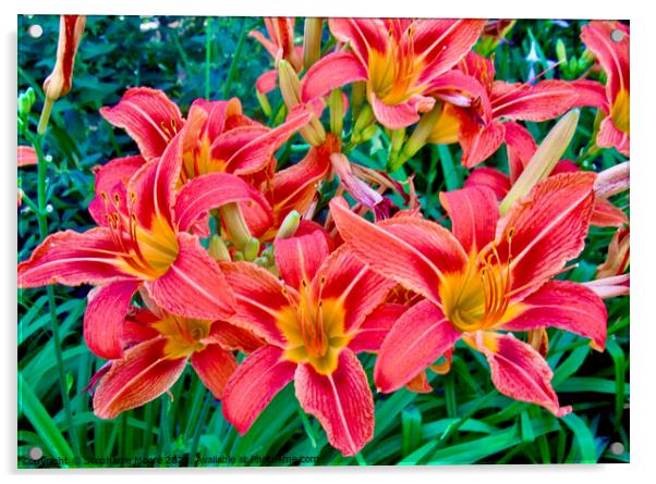 Orange Tiger Lilies Acrylic by Stephanie Moore