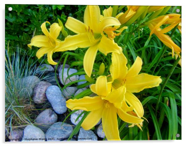 Yellow Day Lilies Acrylic by Stephanie Moore