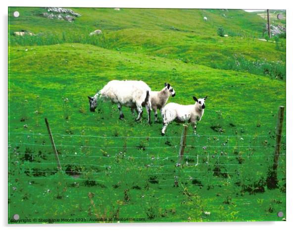 Three  Irish sheep Acrylic by Stephanie Moore