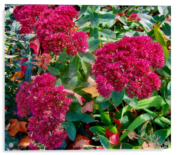 Dark pink fall flowers Acrylic by Stephanie Moore