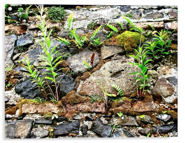 Old wall with plants Acrylic by Stephanie Moore