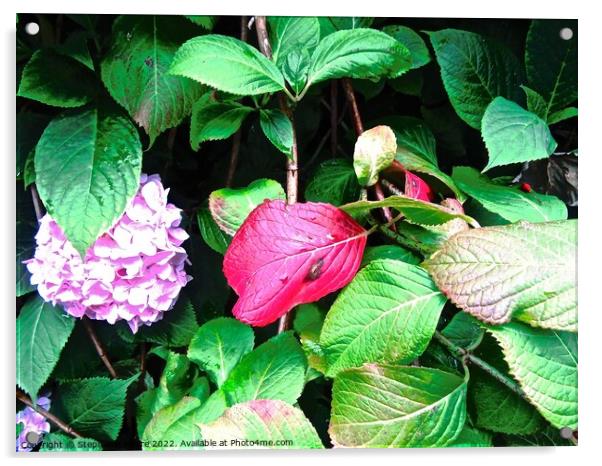 Purple flower and red leaf Acrylic by Stephanie Moore
