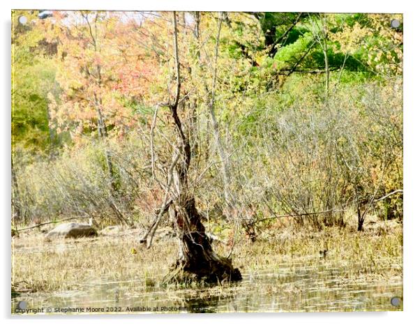 Dead tree in a swamp Acrylic by Stephanie Moore