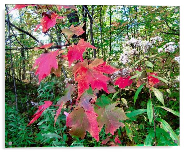 Colourful forest leaves Acrylic by Stephanie Moore