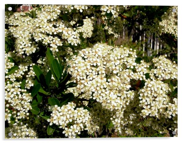 Hawthorn flowers Acrylic by Stephanie Moore