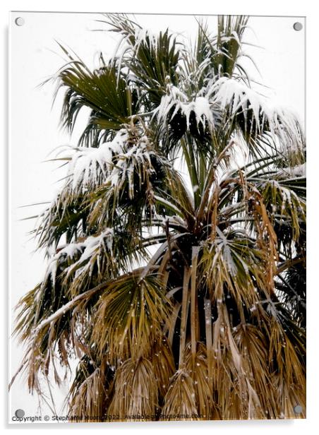 Palm tree covered in snow Acrylic by Stephanie Moore