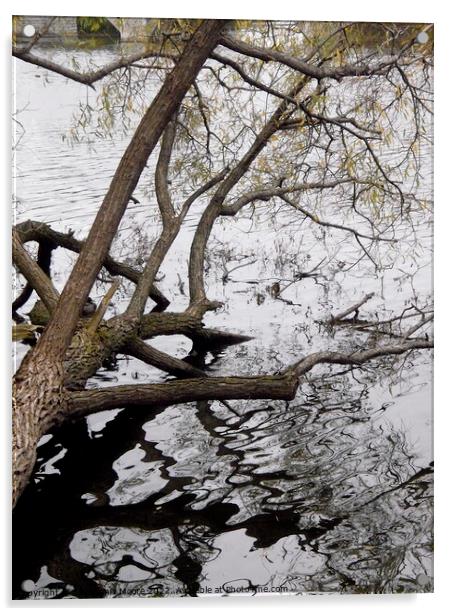 Fallen tree reflections Acrylic by Stephanie Moore