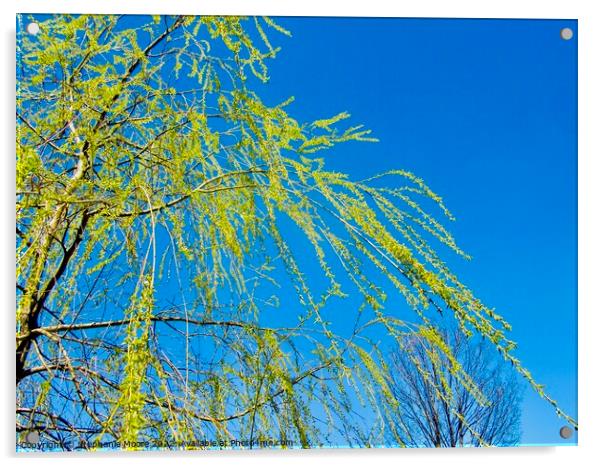 Willow branches Acrylic by Stephanie Moore