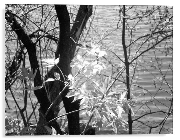 New Growth in black and white Acrylic by Stephanie Moore
