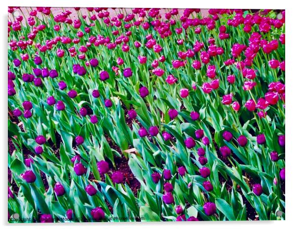 Pink and Purple tulips Acrylic by Stephanie Moore