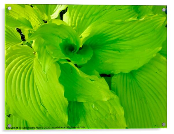 Plant leaves Acrylic by Stephanie Moore