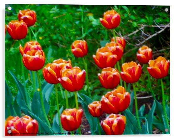Orange Tulips  Acrylic by Stephanie Moore