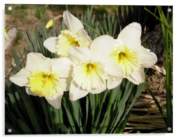Daffodils Acrylic by Stephanie Moore