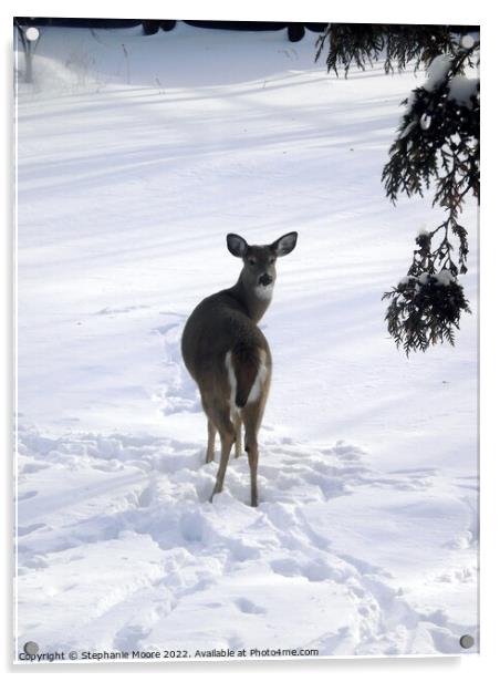 A deer standing in the snow Acrylic by Stephanie Moore