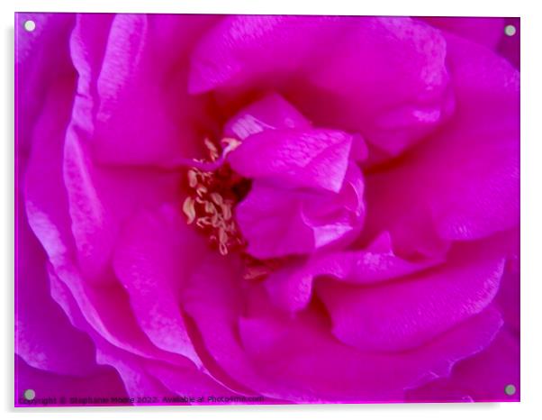 Macro of a pink rose Acrylic by Stephanie Moore