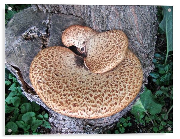 Fungus on a tree stump Acrylic by Stephanie Moore