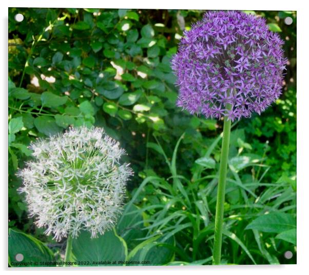 Lavender and white allium Acrylic by Stephanie Moore