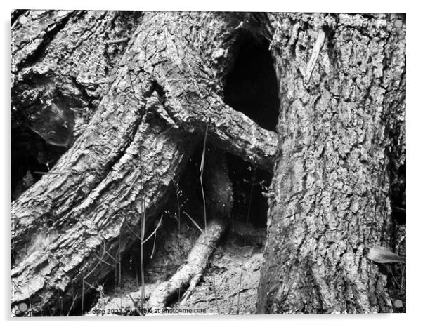 large tree roots Acrylic by Stephanie Moore