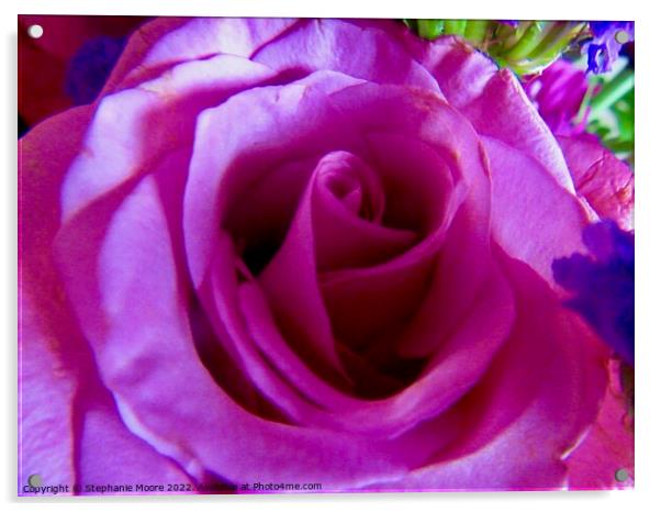 Pink rose Acrylic by Stephanie Moore