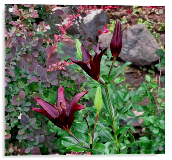 Dark lilies Acrylic by Stephanie Moore