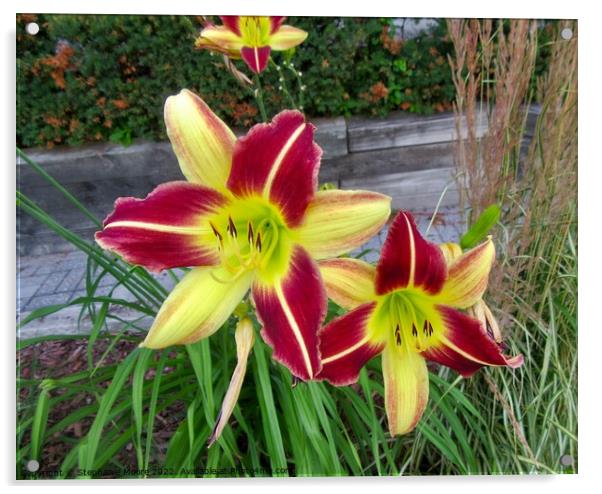Red and yellow lilies Acrylic by Stephanie Moore