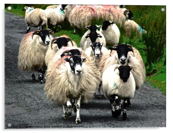Irish Sheep Acrylic by Stephanie Moore