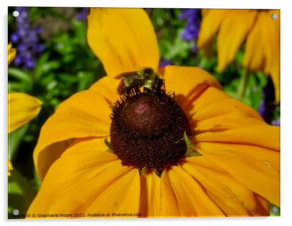 Yellow daisy and bee Acrylic by Stephanie Moore