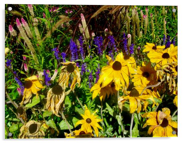 Dying Brown Eyed Susans Acrylic by Stephanie Moore
