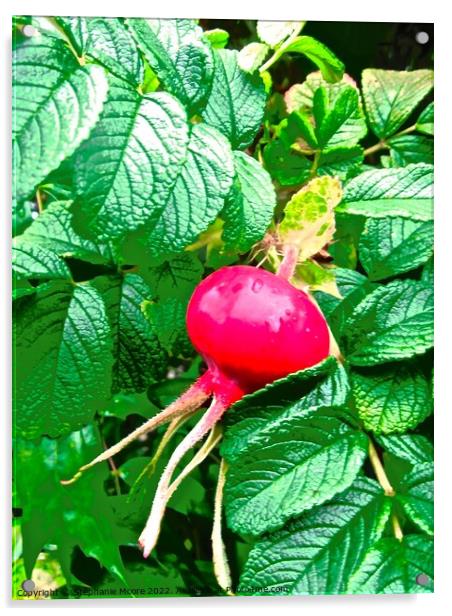 Rose hip Acrylic by Stephanie Moore