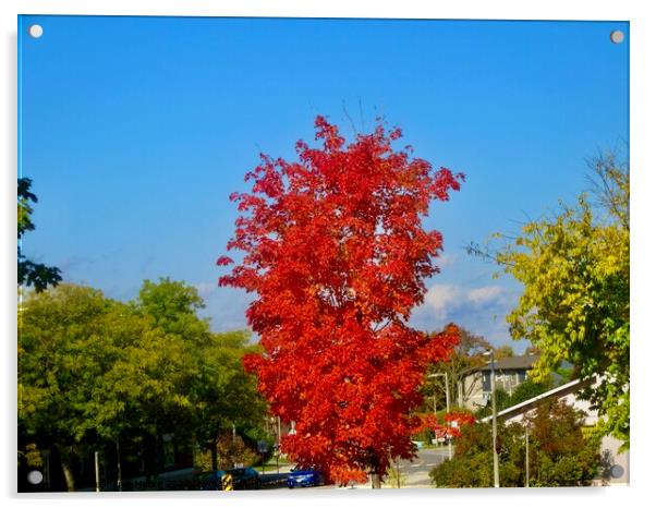 Brilliant Maple Acrylic by Stephanie Moore