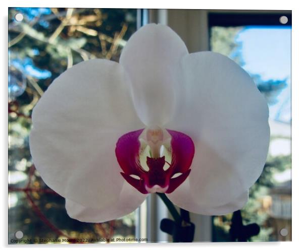 Orchid Acrylic by Stephanie Moore