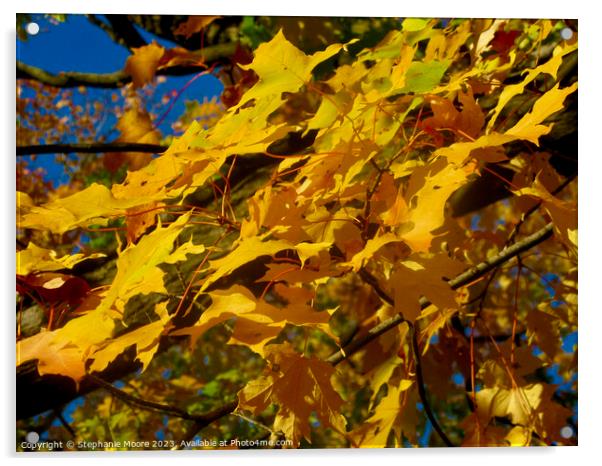 Windblown maple leaves Acrylic by Stephanie Moore