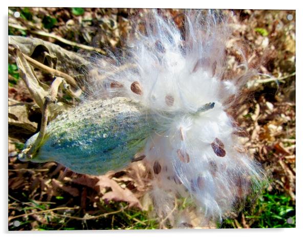 Milkweed seeds Acrylic by Stephanie Moore