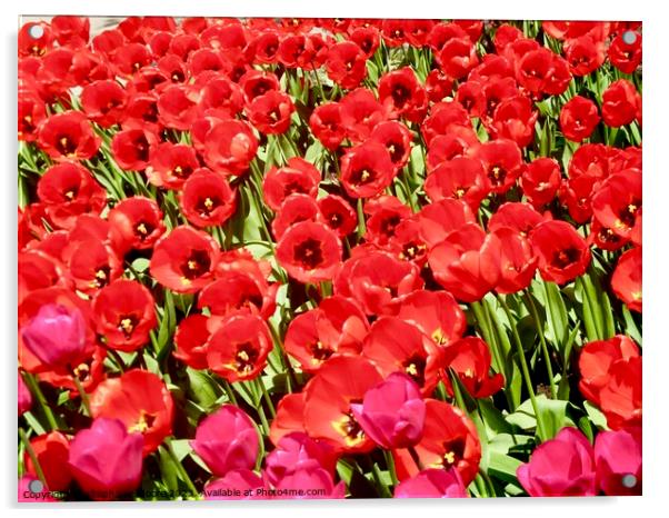 More red tulips Acrylic by Stephanie Moore