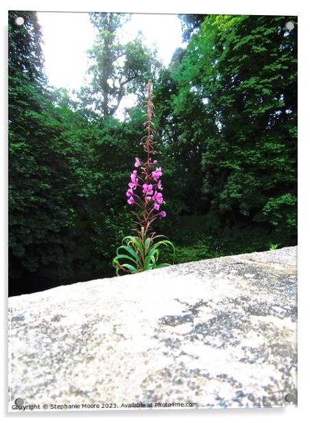 Pink Fireweed Acrylic by Stephanie Moore