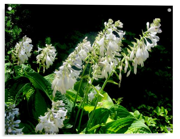 White Hosta Flowers Acrylic by Stephanie Moore