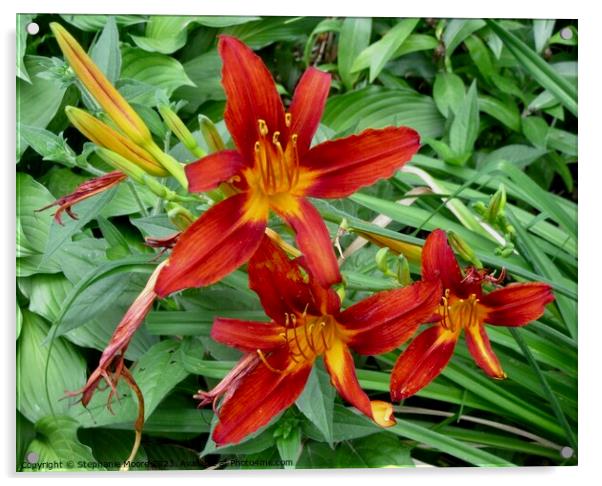 More orange lilies Acrylic by Stephanie Moore