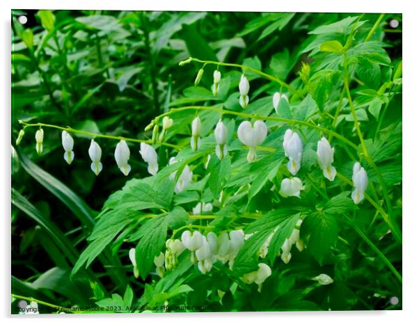 White Bleeding Hearts Acrylic by Stephanie Moore