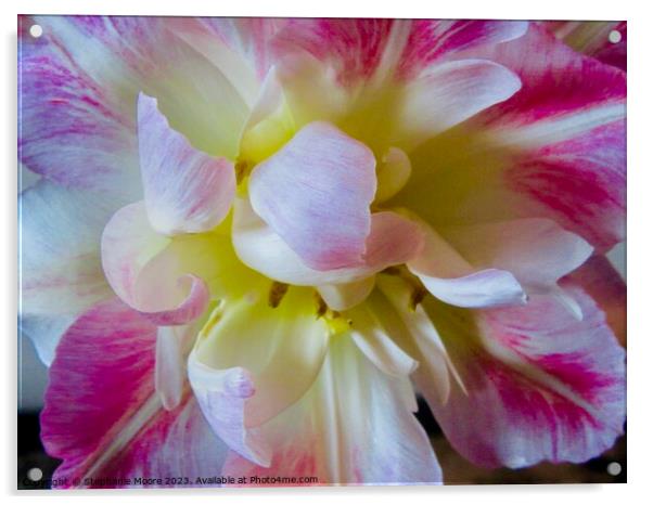 Frilly Tulip Acrylic by Stephanie Moore