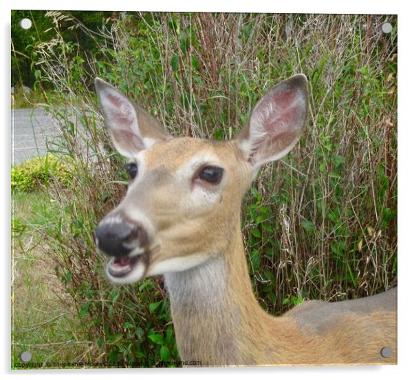 Doe Acrylic by Stephanie Moore