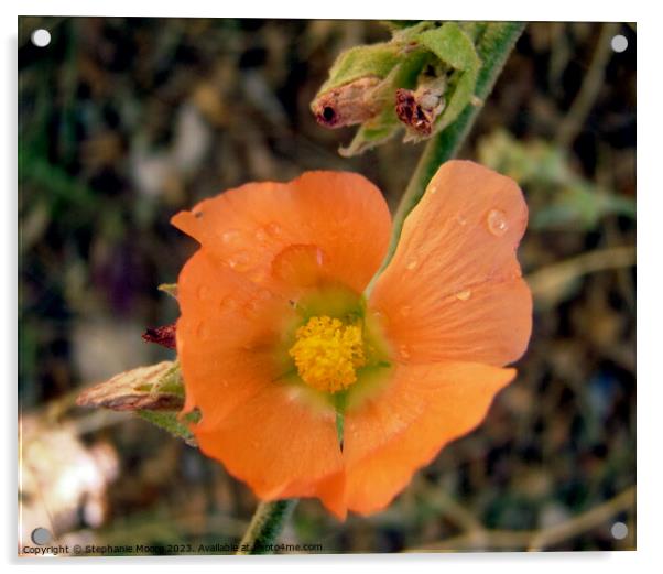 Orange flower Acrylic by Stephanie Moore