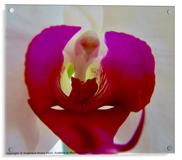 Orchid  Acrylic by Stephanie Moore