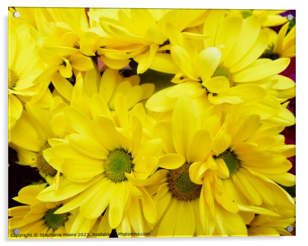 Yellow daisies Acrylic by Stephanie Moore
