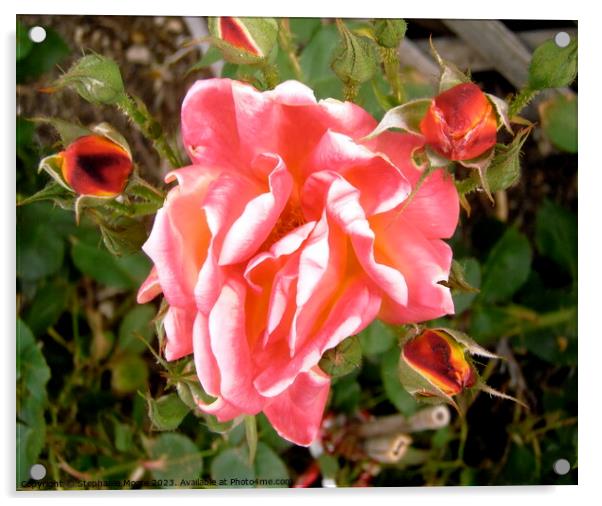 Pink Rose Acrylic by Stephanie Moore